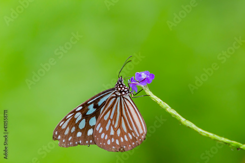 Close up shot of Blue tiger butterfly
