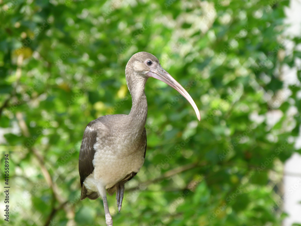 Fototapeta premium Close up shot of a Ibis bird walking
