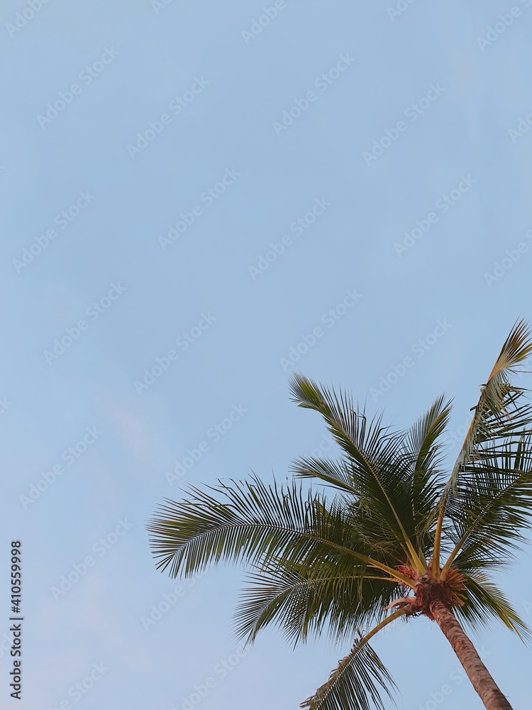 Fototapeta premium palm trees against blue sky