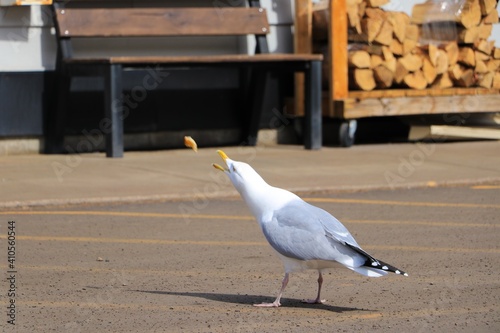 Möwe fängt Leckerlie photo