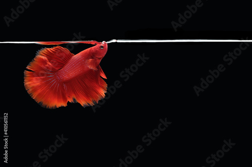 Single super red halfmoon type of betta splendens siamese fighting fish breathing taking oxygen at the water surface, isolated on black color background. Image photo