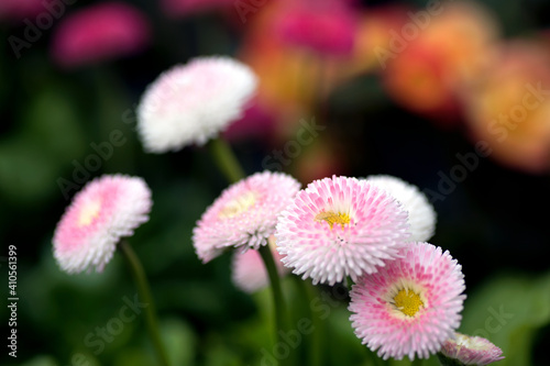 Fluffy daisies in full bloom in nature