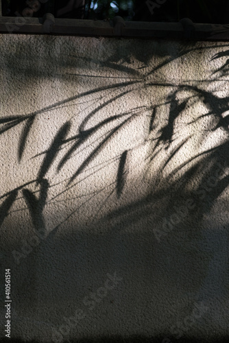 silhouette leaf light shadow