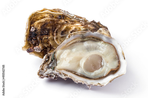 fresh oyster on white background.