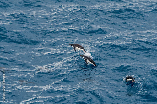 Adelie Penguins (Pygoscelis adeliae) in South Atlantic Ocean, Southern Ocean, Antarctica