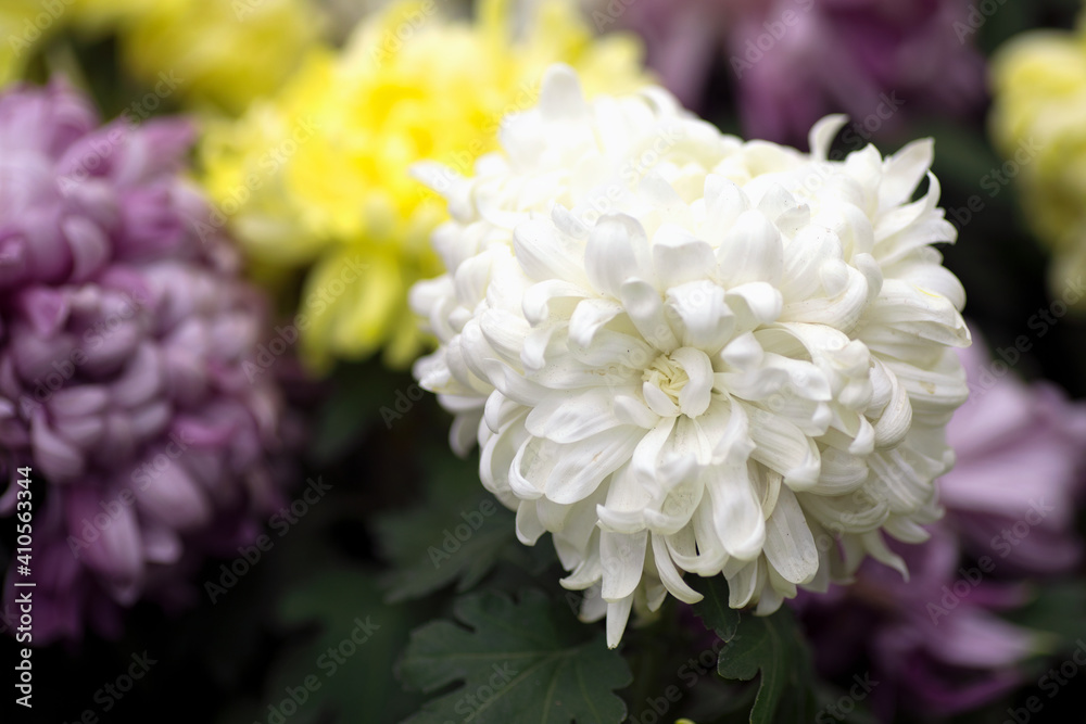 Big chrysanthemum in full bloom Big chrysanthemum in full bloom