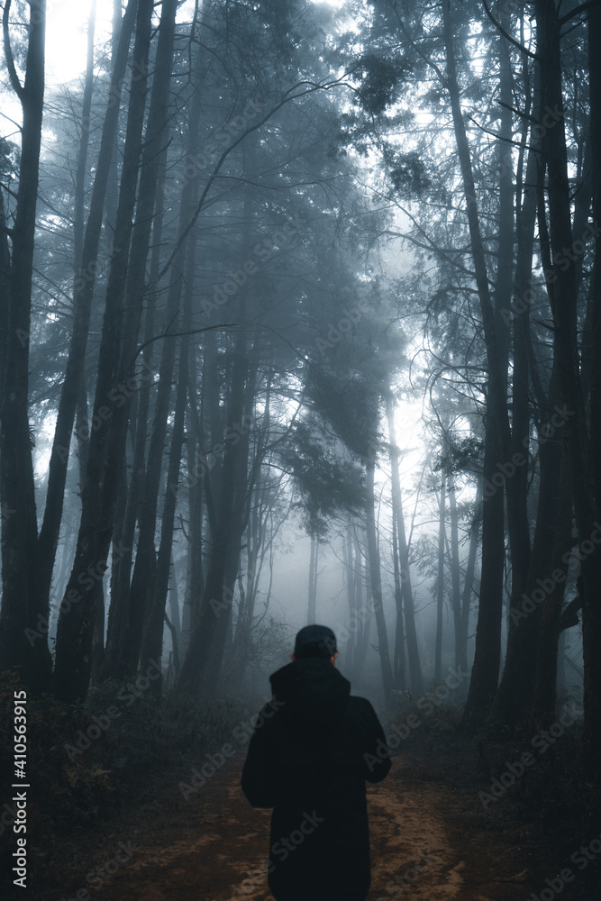 Misty forest,Fog and pine forest in the winter tropical forest,Fog and pine Misty forest,Fog and pine forest in the winter tropical forest,Fog and pine