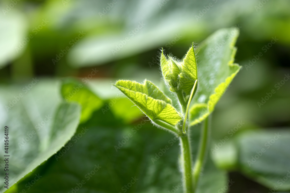 At the head bud of growing pumpkin seedling At the head bud of growing pumpkin seedling