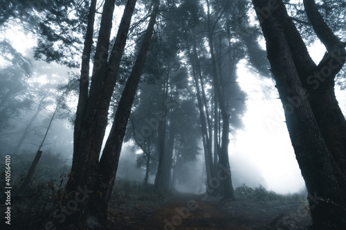 Misty forest Fog and pine forest in the winter tropical forest