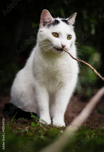 Weiße Katze spielt mit Stock im Maul im Garten