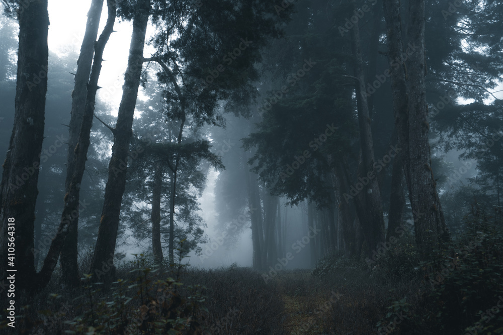 Fototapeta premium Misty forest,Fog and pine forest in the winter tropical forest