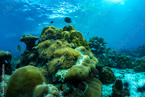 Fototapeta Naklejka Na Ścianę i Meble -  underwater scene with coral reef and fish,phi phi island,Thailand.