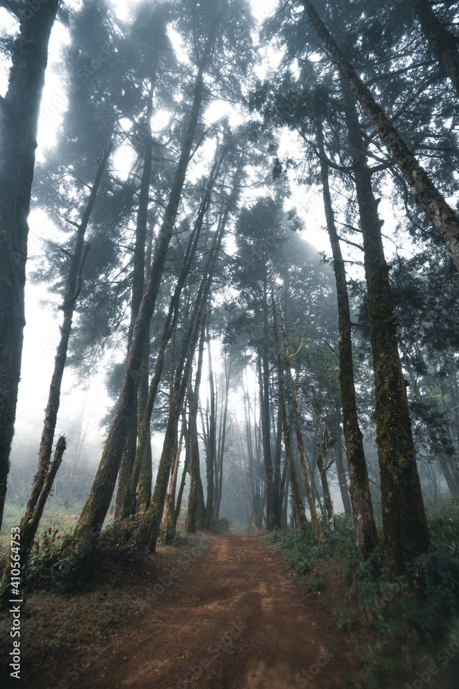 Fototapeta premium Misty forest,Fog and pine forest in the winter tropical forest