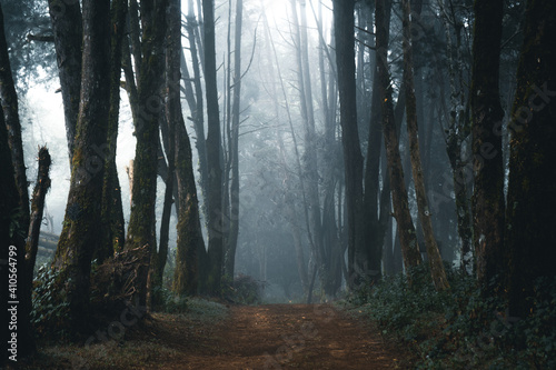Misty forest,Fog and pine forest in the winter tropical forest © artrachen