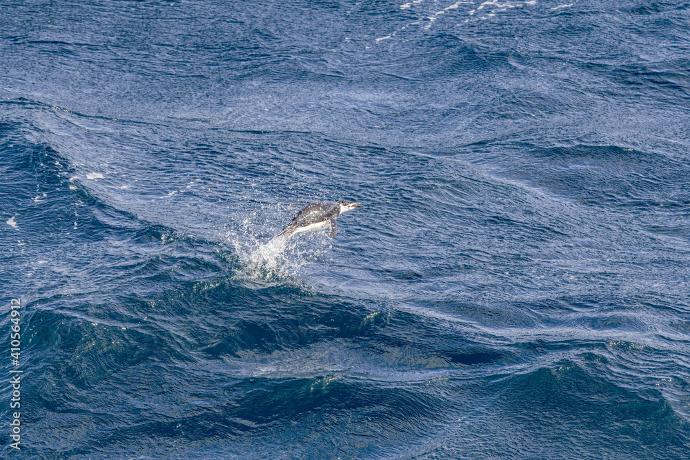 Naklejka premium Gentoo Penguin (Pygoscelis papua) in South Atlantic Ocean, Southern Ocean, Antarctica