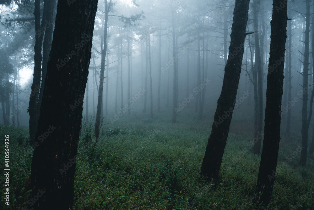 Naklejka premium Misty forest,Fog and pine forest in the winter tropical forest