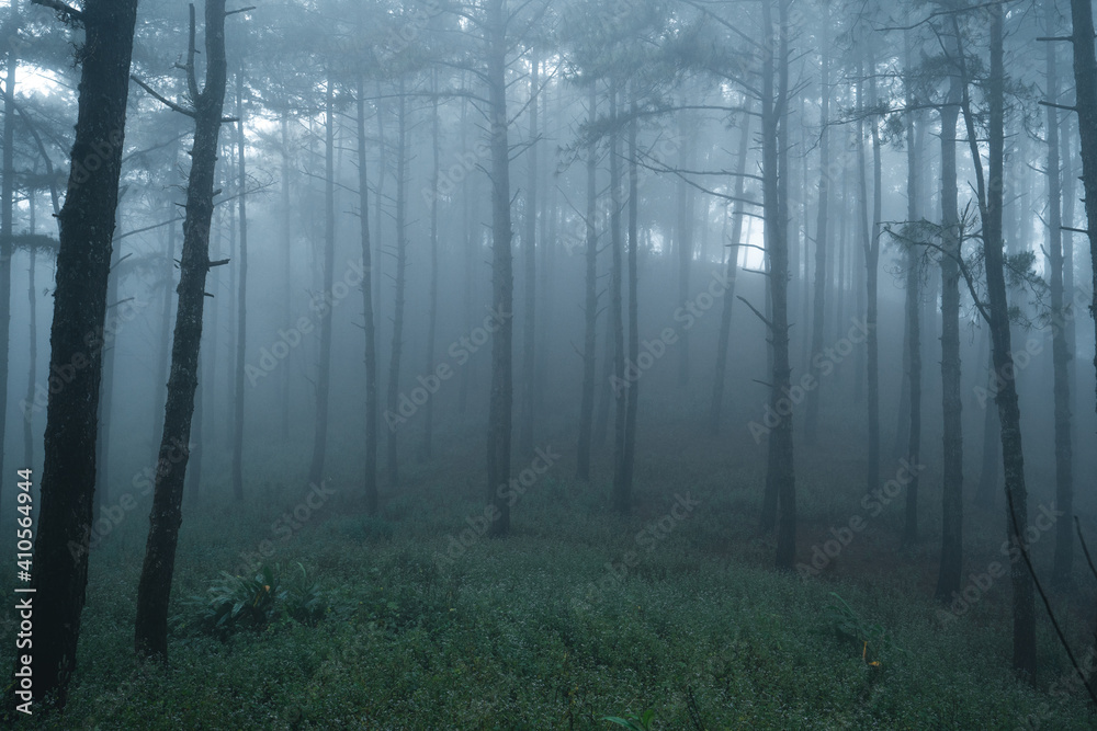 Obraz premium Misty forest,Fog and pine forest in the winter tropical forest