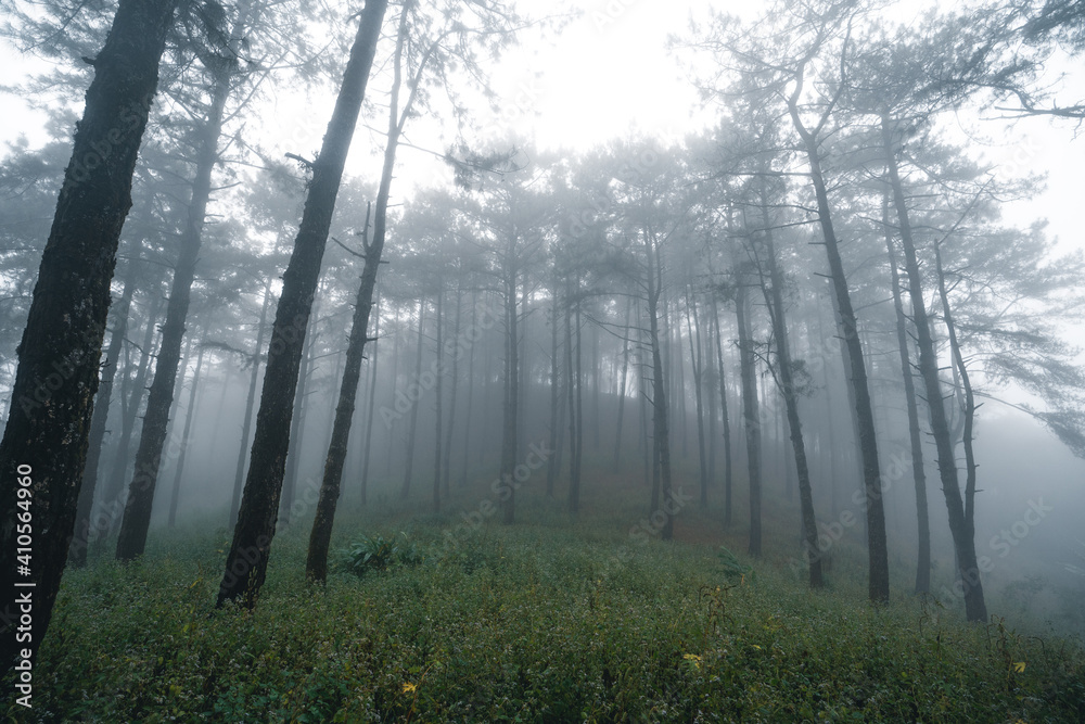 Fototapeta premium Misty forest,Fog and pine forest in the winter tropical forest