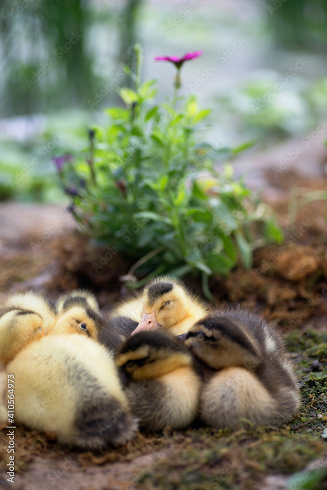 Obraz premium A group of ducklings nestled up to sleep