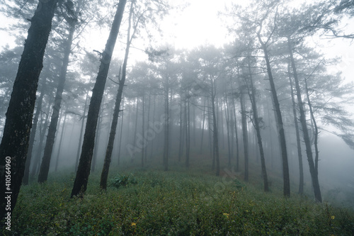 Misty forest Fog and pine forest in the winter tropical forest