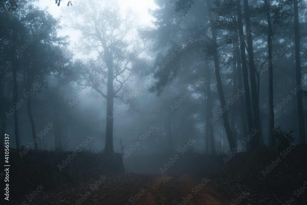 Obraz premium Misty forest,Fog and pine forest in the winter tropical forest