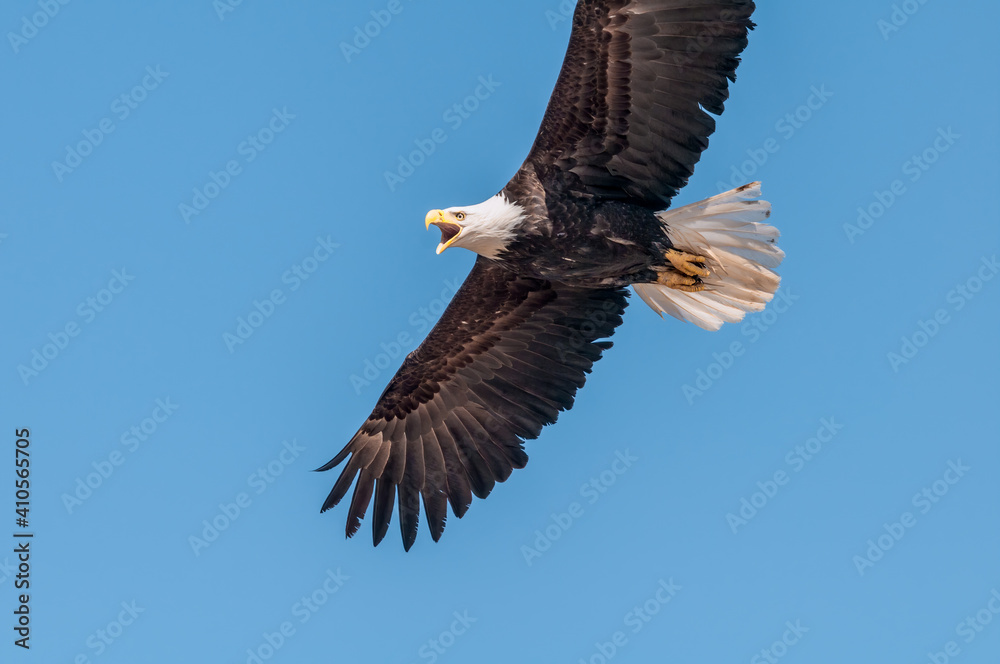 Fototapeta premium Bald Eagle (Haliaeetus leucocephalus) at Chowiet Island, Semidi Islands, Alaska, USA
