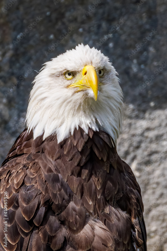 Bald Eagle (Haliaeetus leucocephalus) at Chowiet Island, Semidi Islands, Alaska, USA Bald Eagle (Haliaeetus leucocephalus) at Chowiet Island, Semidi Islands, Alaska, USA