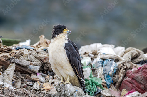 White-throated Caracara (Phalcoboenus albogularis) in the dump in Ushuaia area, Land of Fire (Tierra del Fuego), Argentina