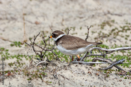 Ringed Plover (Charadrius hiaticula) in Barents Sea coastal area, Russia