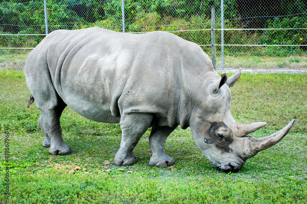 Obraz premium white rhino walking