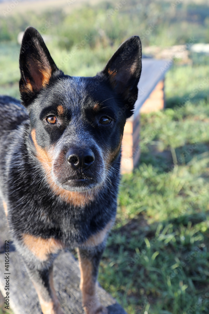 Closeup of beautiful Australian Cattle Dog also known as a Blue Heeler with perfect markings