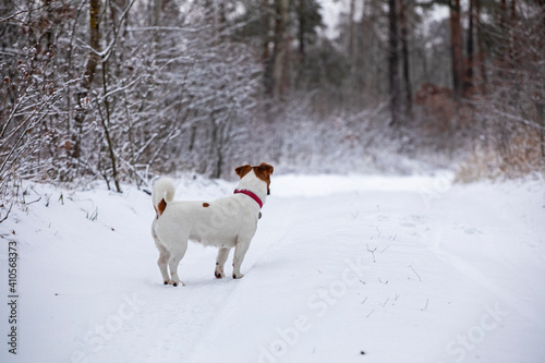 jack russell terrier in the winter forest on the path, horizontal