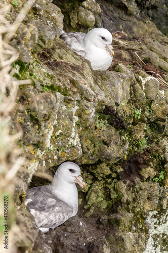 Light-morphed Northern Fulmars (Fulmarus glacialis) at St. George Island, Pribilof Islands, Alaska, USA