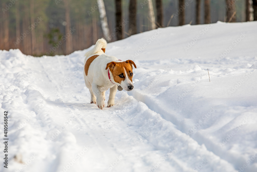 jack russell terrier is looking for the trail of the beast in the winter forest on the trail, jack russell terrier is looking for the trail of the beast in the winter forest on the trail,