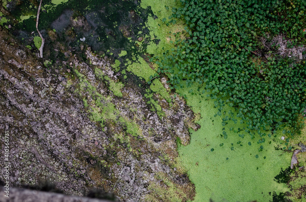 Detalle de vegetación sobre río contaminado Detalle de vegetación sobre río contaminado