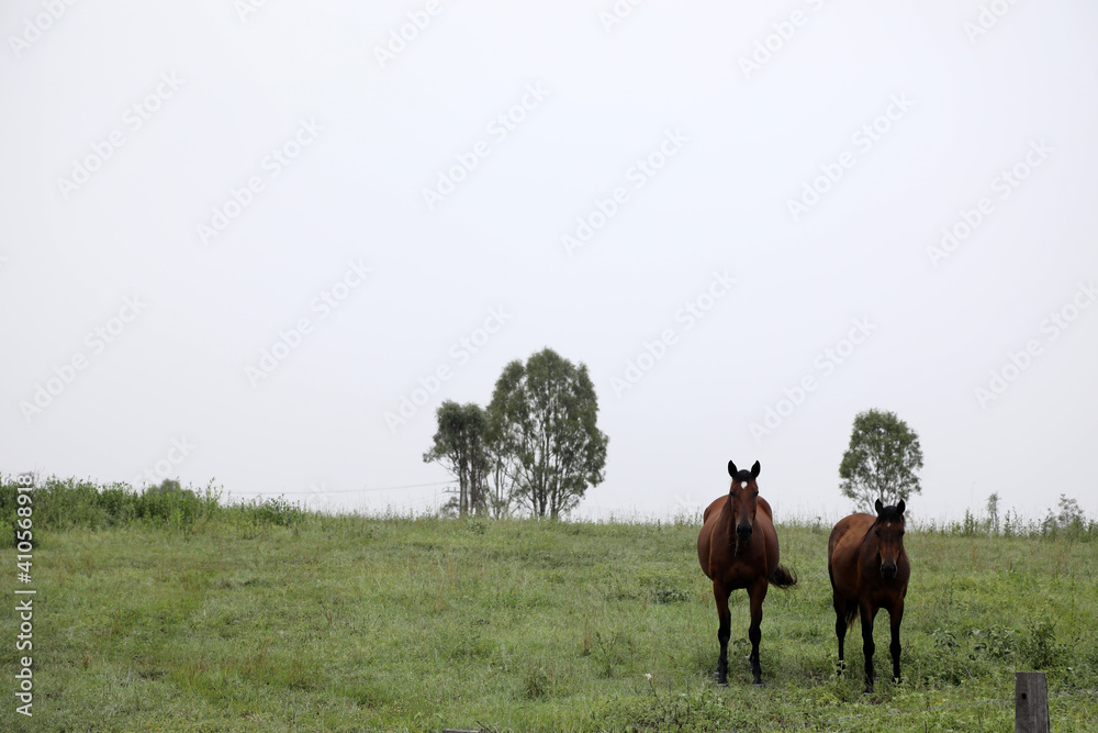Obraz premium Beautiful brown chestnut horses in field of green grass in the countryside Queensland Australia