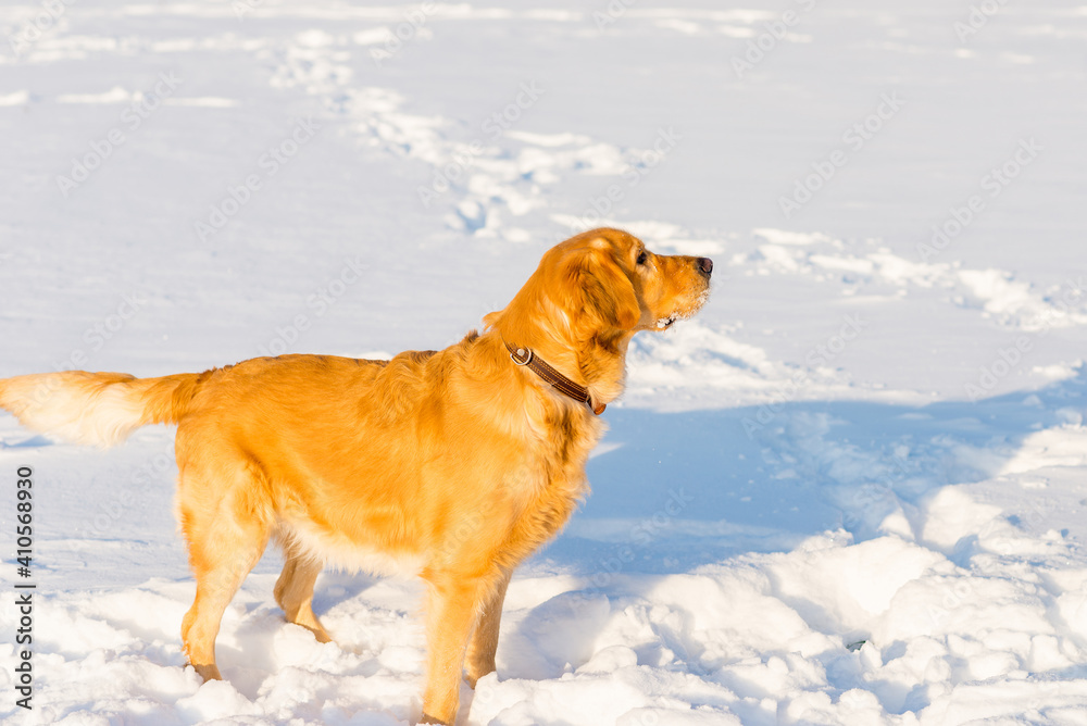 Lovely golden retriever playful in the snow at evening in the park. Lovely golden retriever playful in the snow at evening in the park.