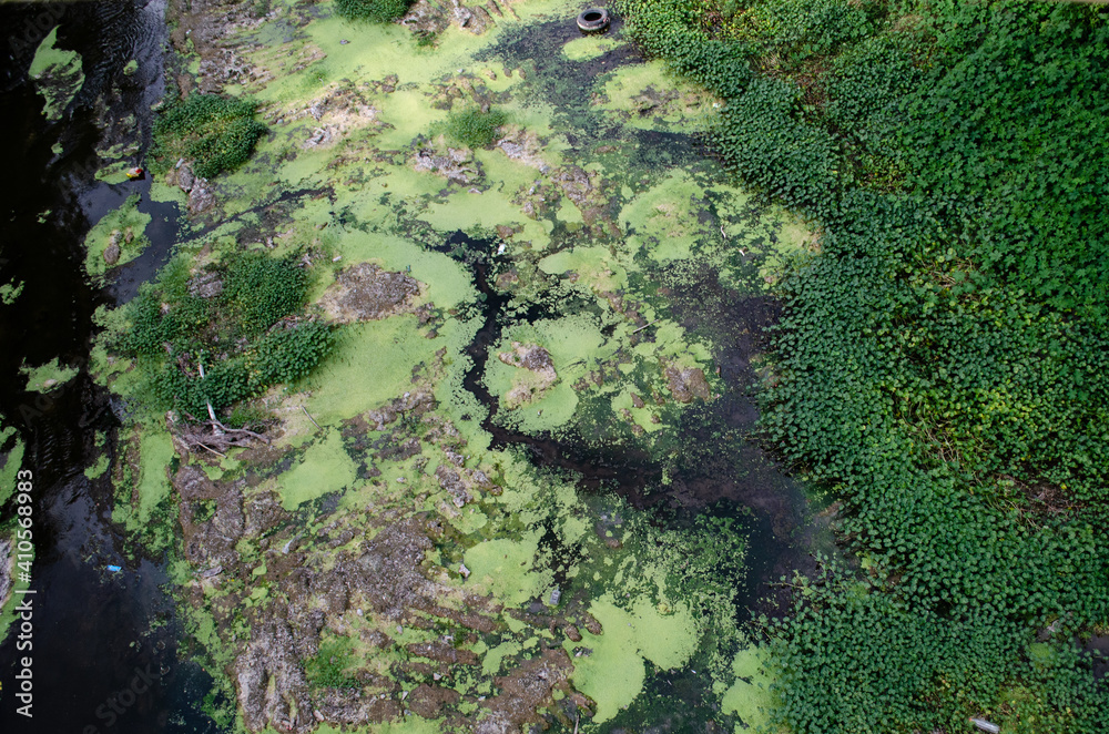 Detalle de vegetación sobre río contaminado Detalle de vegetación sobre río contaminado