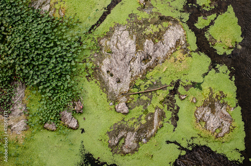 Detalle de vegetación sobre río contaminado © Jimena Cuevas