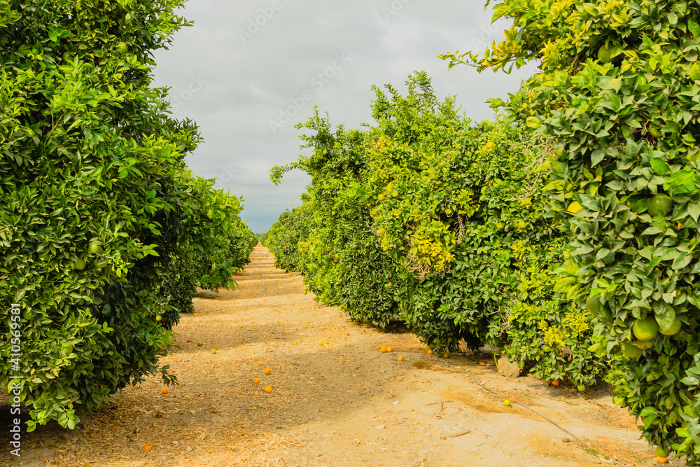 Orange trees in an orchard in California