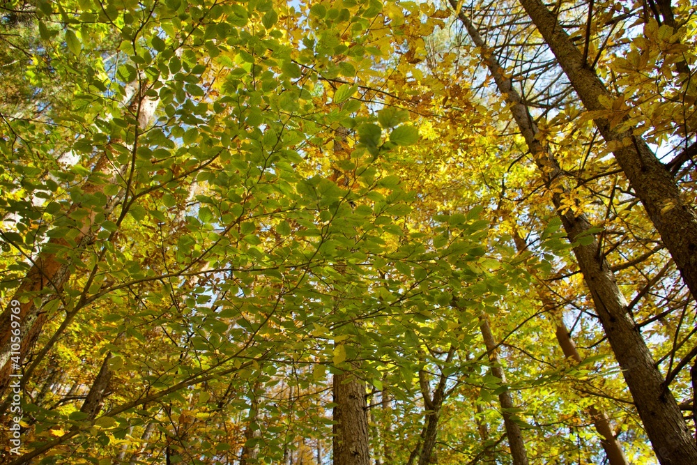 yellow leaves on the tree yellow leaves on the tree
