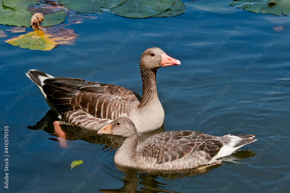 Fototapeta premium Greylag Goose (Anser anser) wint gosling in park, Germany