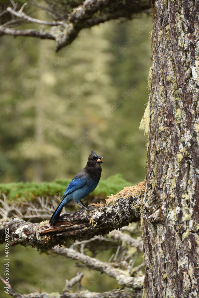 Steller's Jay (Cyanocitta stelleri) with food in its mouth standing on the tree at Mt. Rainier National Park, WA, USA