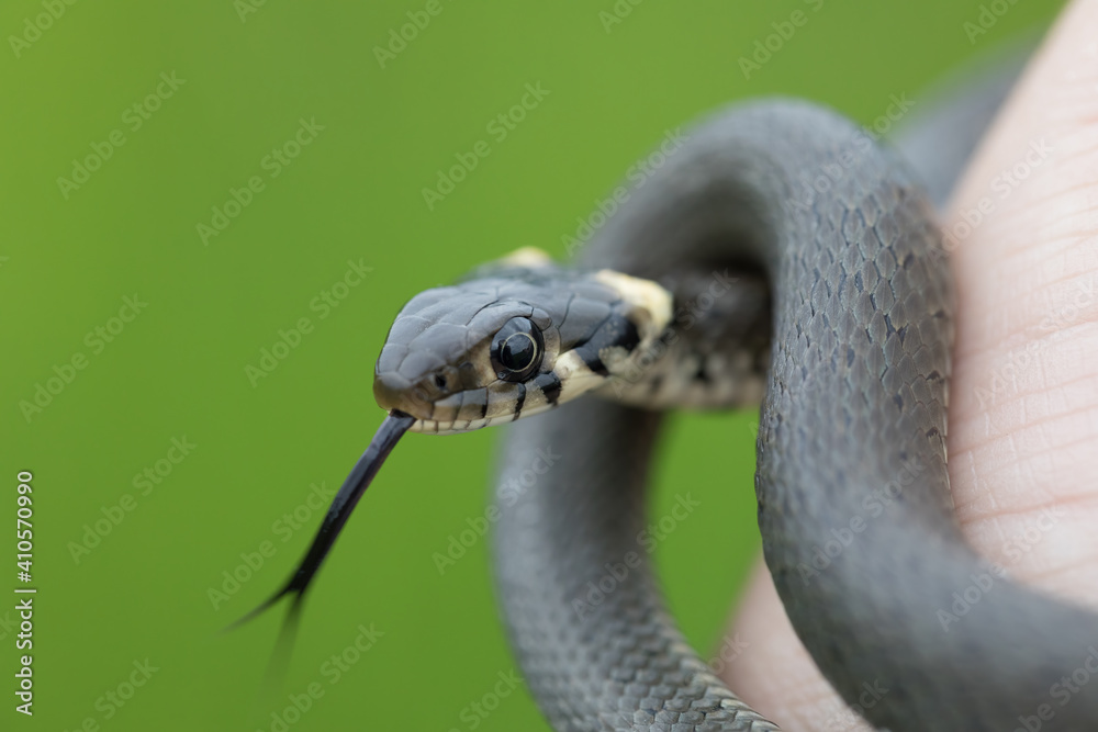 hand catched harmless small snake, grass snake, Natrix natrix, european wildlife, Czech Republic hand catched harmless small snake, grass snake, Natrix natrix, european wildlife, Czech Republic