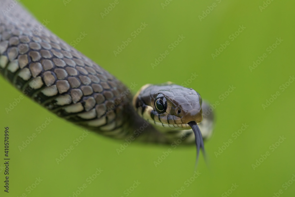 close up of harmless small snake, grass snake, Natrix natrix, european wildlife, Czech Republic close up of harmless small snake, grass snake, Natrix natrix, european wildlife, Czech Republic