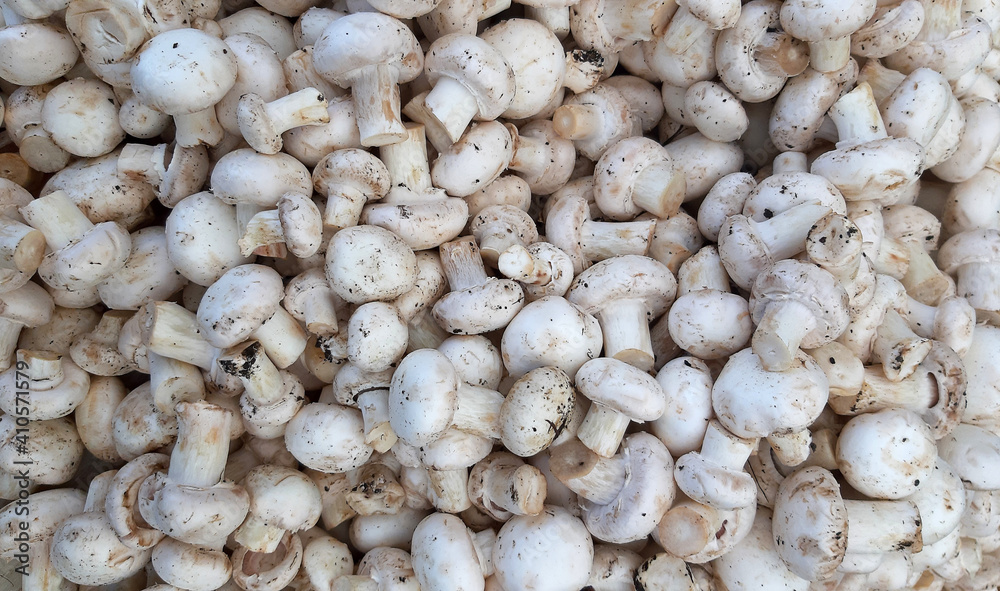 Background of fresh white whole mushrooms, closeup