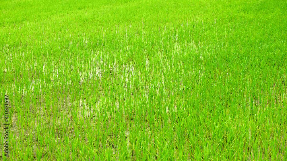 Obraz premium Young rice plants are growing on the ground.