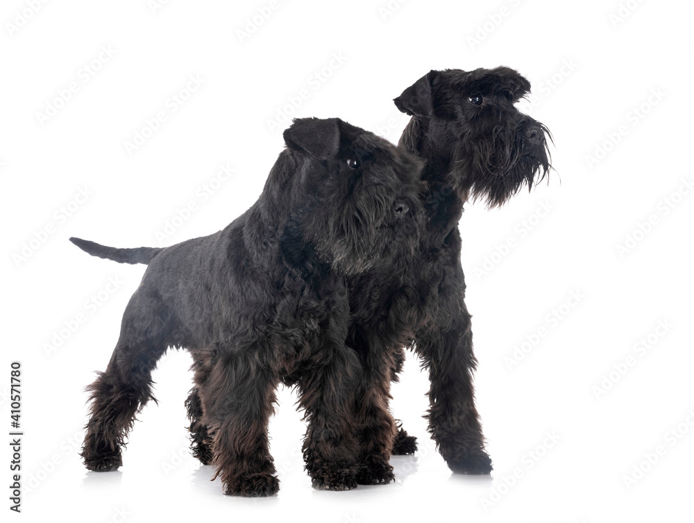 miniature schnauzers in studio