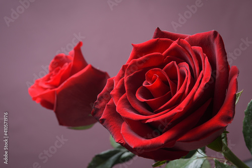 Fototapeta Naklejka Na Ścianę i Meble -  Background for Valentine's Day greeting card.Valentines day concept.Red, beautiful blooming rose. Close up.