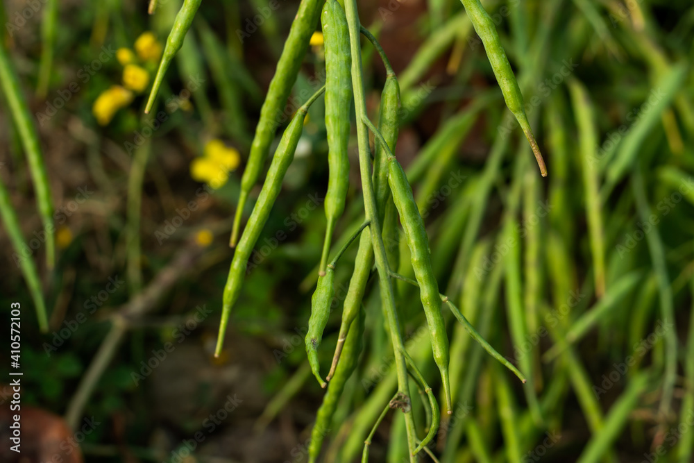 Mustard plant is a plant species in the genera Brassica Mustard plant is a plant species in the genera Brassica